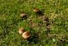 V trávě se objevují první houby.